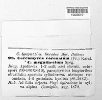 Coccomyces coronatus image